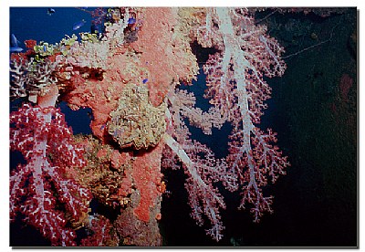 Soft Coral Colors