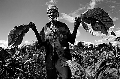 Tobacco (Mozambique)