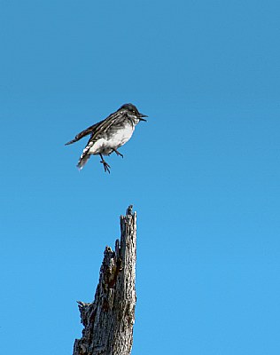 Cleared for landing