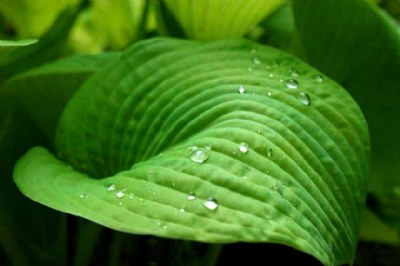 softness