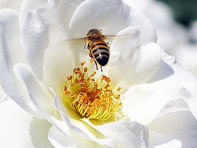 bee,honey bee