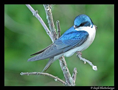 Tree Swallow