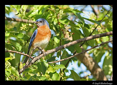 Eastern Bluebird