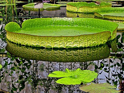 Victoria Waterlilies
