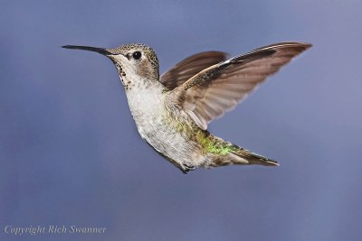 Queenie The Hummingbird