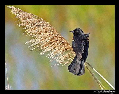 Red-winged Blackbird