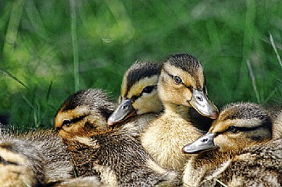 Baby Ducks