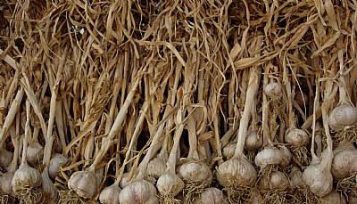 Garlic Crop