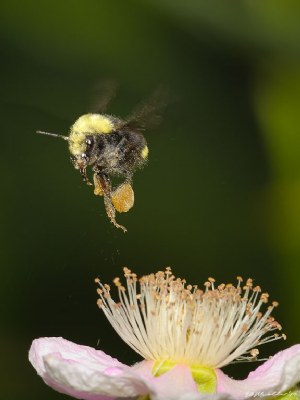 Bumble in Flight