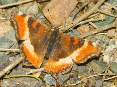 Milbert's Tortoise Shell