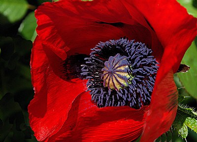 Red Poppy