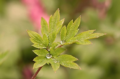 Just a raindrop