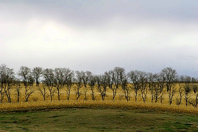 Corny Trees