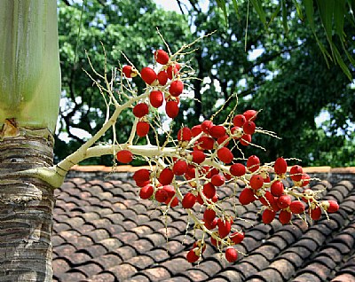 Palm Tree Fruits