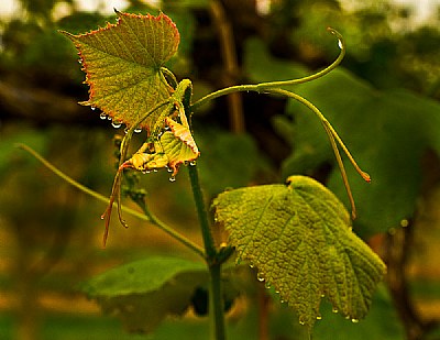 Early Grape Vine