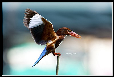 B146 (White-throated Kingfisher)