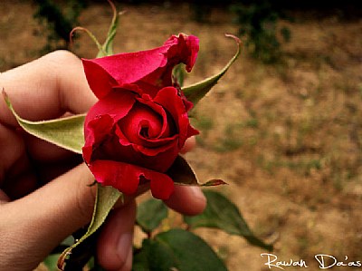 My Rose !!!