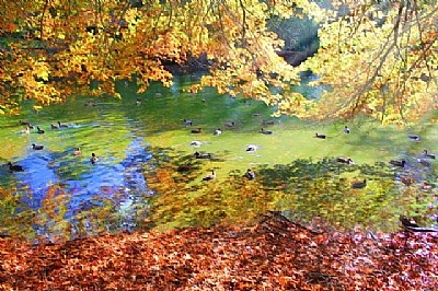 Ducky Pond