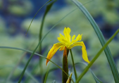 Yellow Iris