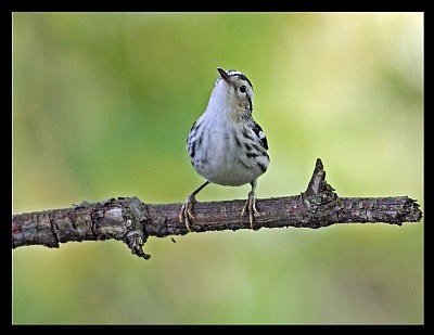 Black &White Warbler...