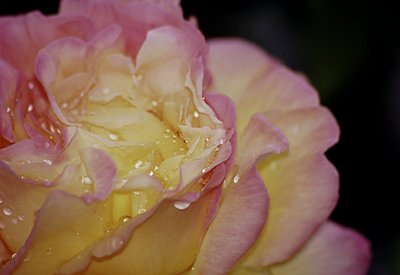 Wet Yellow Rose