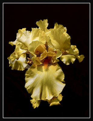 Yellow Iris #1