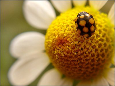 ladybug and flower