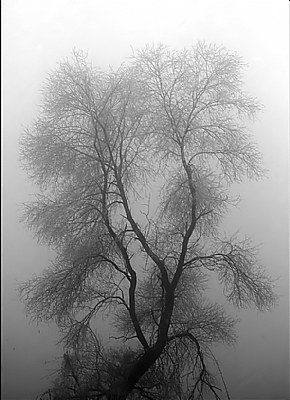 a tree that seems to dance in the fog