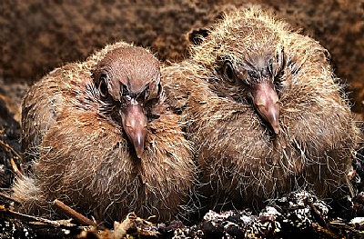 Two Baby Doves.