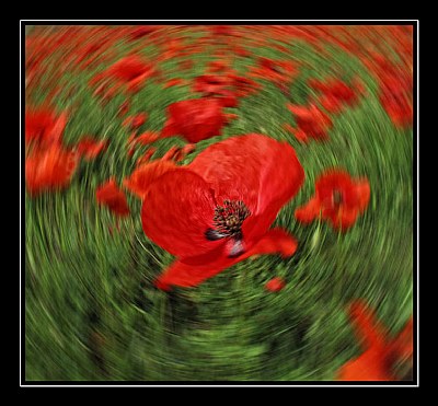The poppy in the cyclone