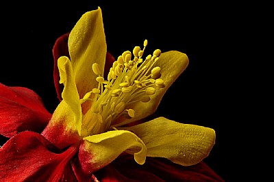 red/yellow columbine