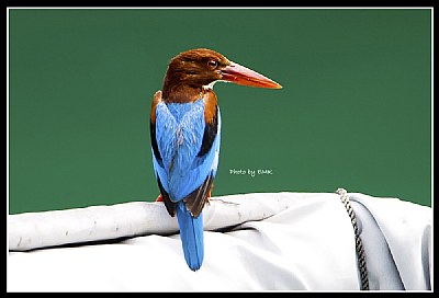 B149 (White-throated Kingfisher)