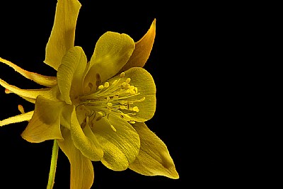 yellow columbine 3