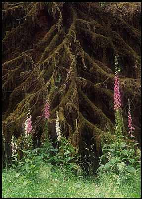 Foxgloves & Moss