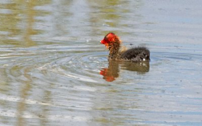 little baby Moorhen