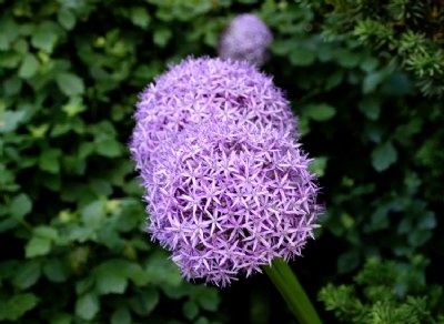 Purple flowers