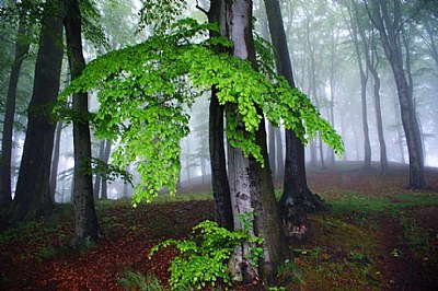 Fog backwoods