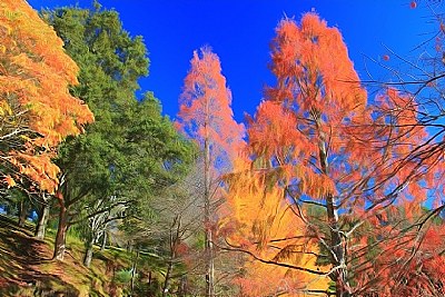 Enchanted Trees