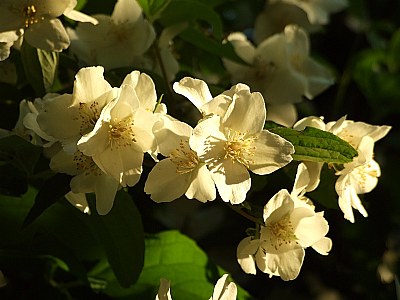 jasminum officinale