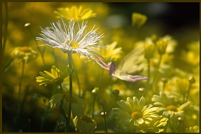 Bad Hair Daisy