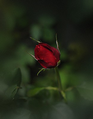 Rose with a drop of rain