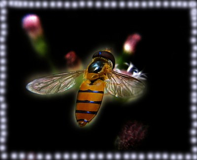 HoneyBee -9