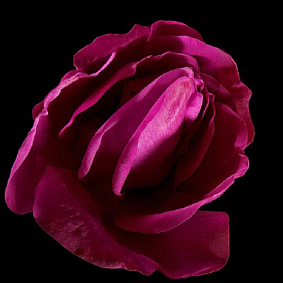 rosa rugosa folds