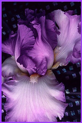 Iris Beautiful