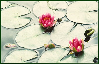 Waterlilies