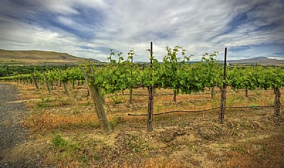 Vineyard Lanscape