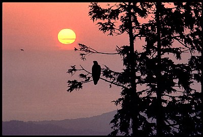 Eagle Silhouette at Sunset