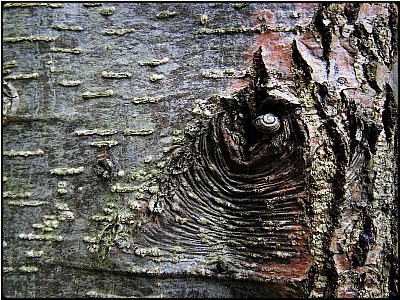 snail in the tree