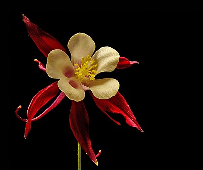 dancing columbine