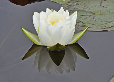 Water Lily #4